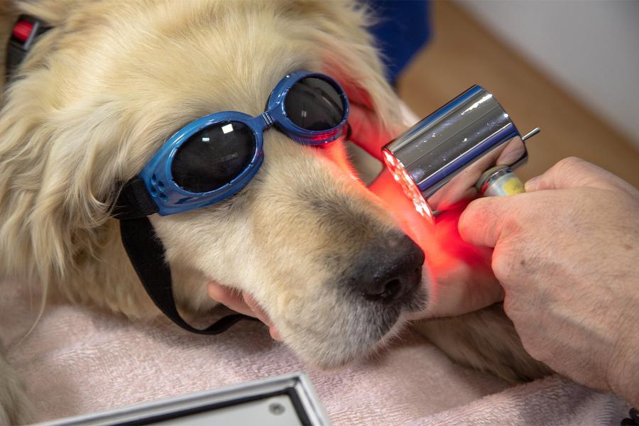 A golden retriever wears goggles as they receive laser dental work.